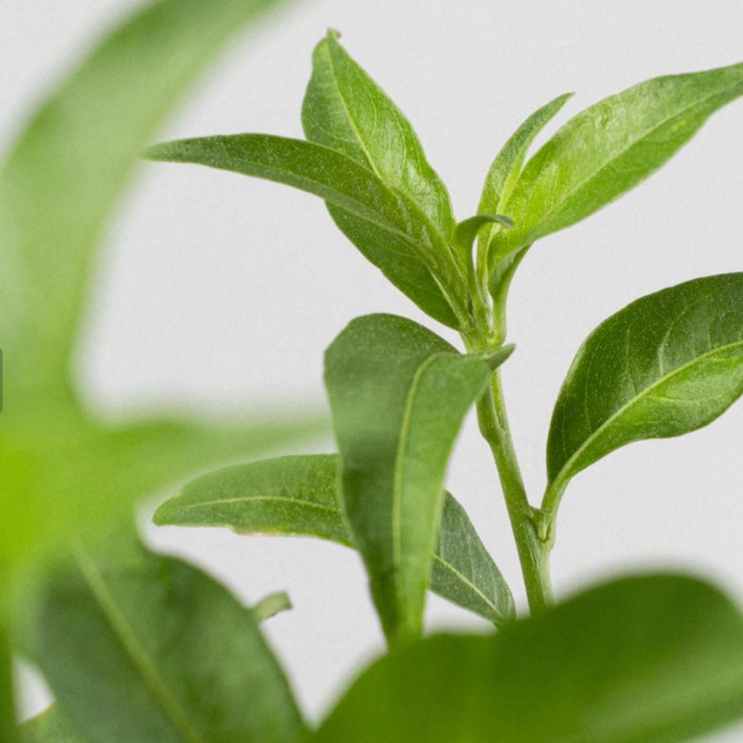 NightTree | Dama de noche caribeña perfumada