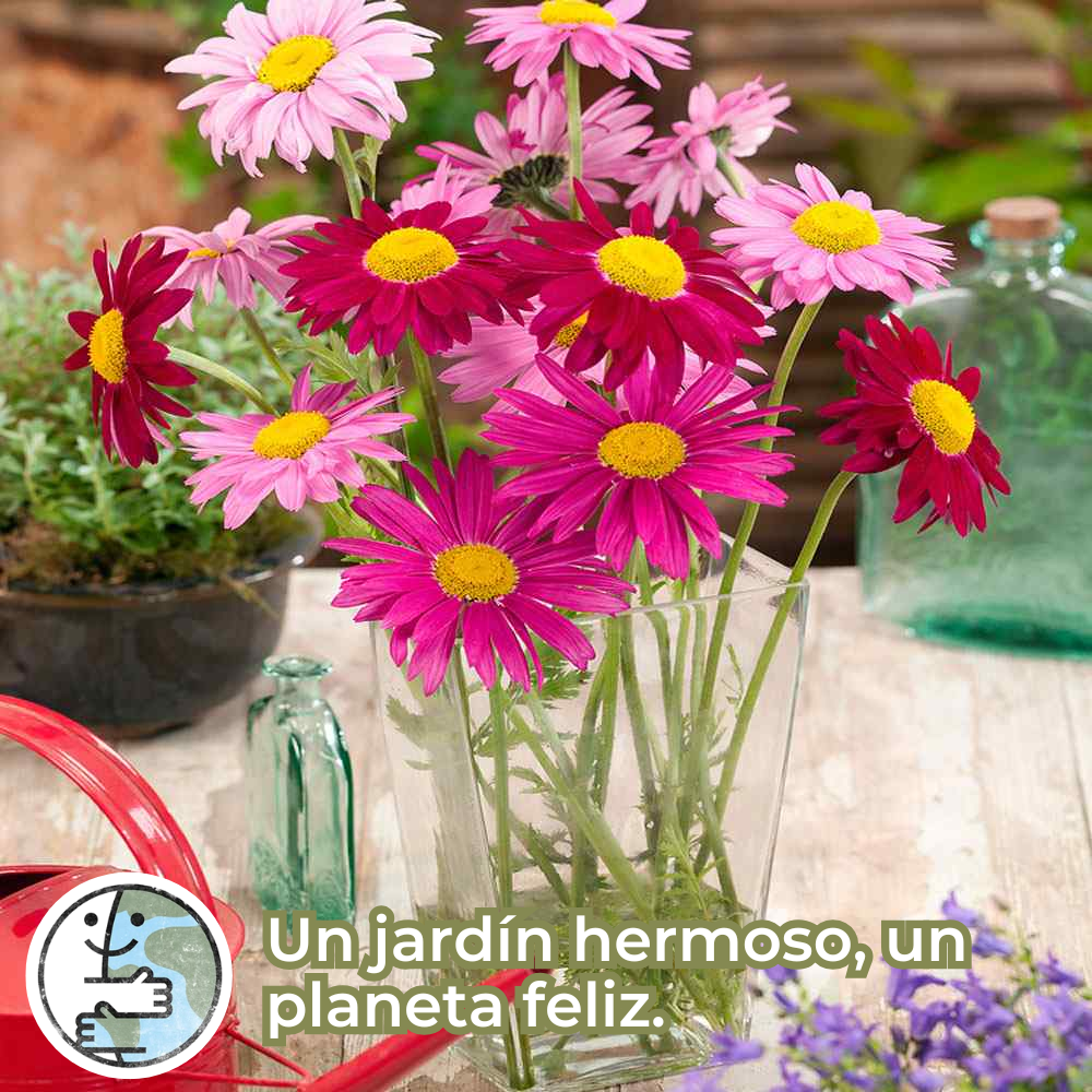 Anthea: Semillas de Piretro - Repelente de insectos