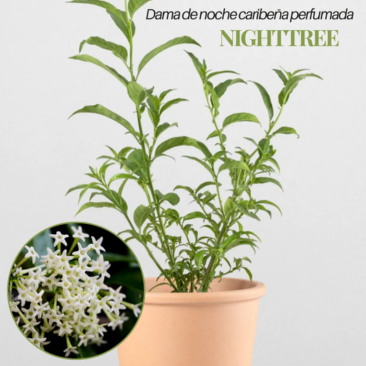 NightTree | Dama de noche caribeña perfumada