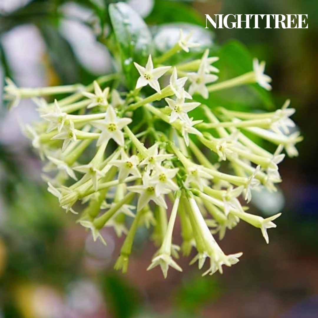 NightTree | Dama de noche caribeña perfumada