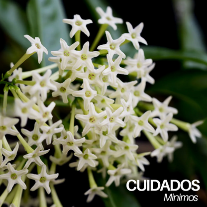 NightTree | Dama de noche caribeña perfumada