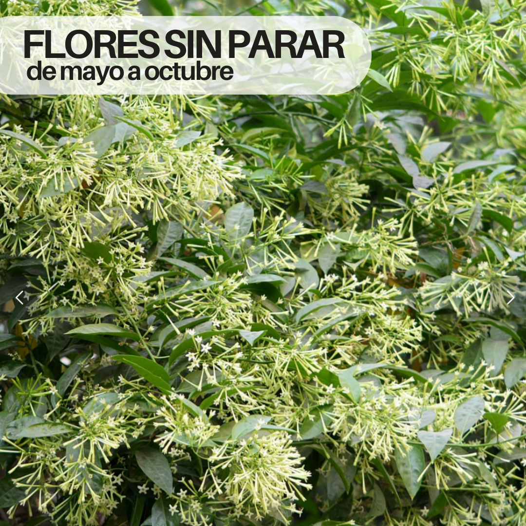 NightTree | Dama de noche caribeña perfumada