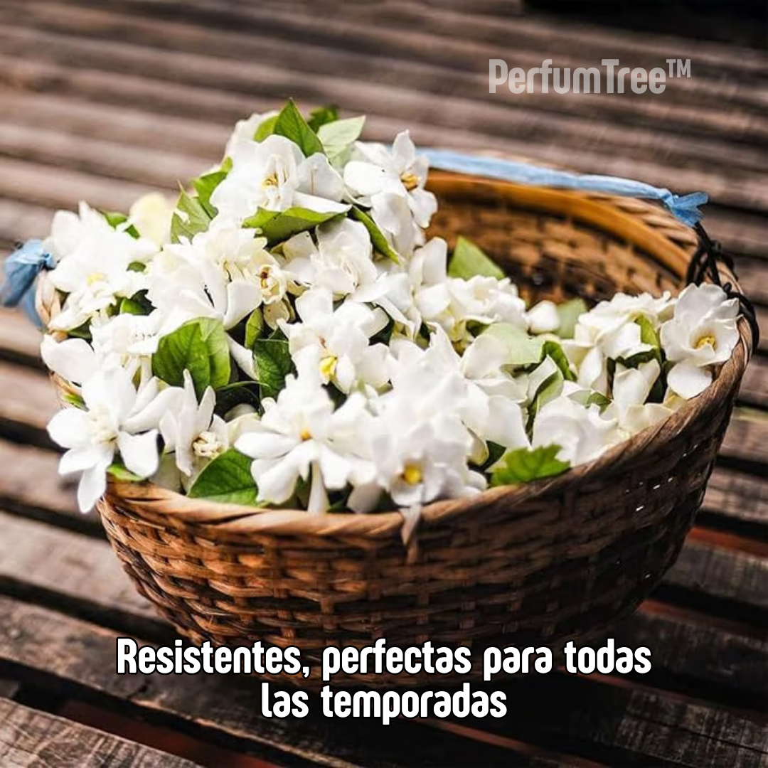 PerfumTree: Jazmín Sagrado del Persa