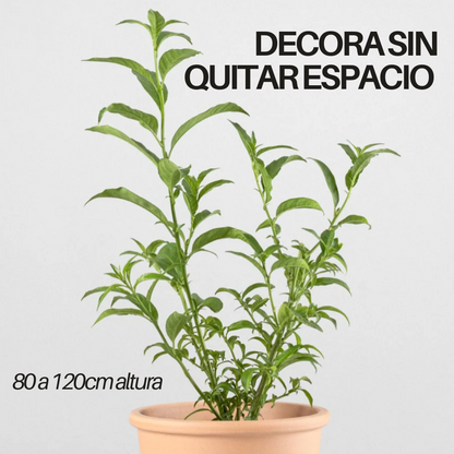 NightTree | Dama de noche caribeña perfumada