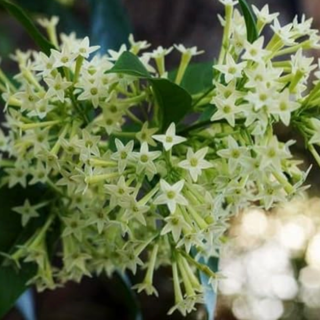 NightTree | Dama de noche caribeña perfumada