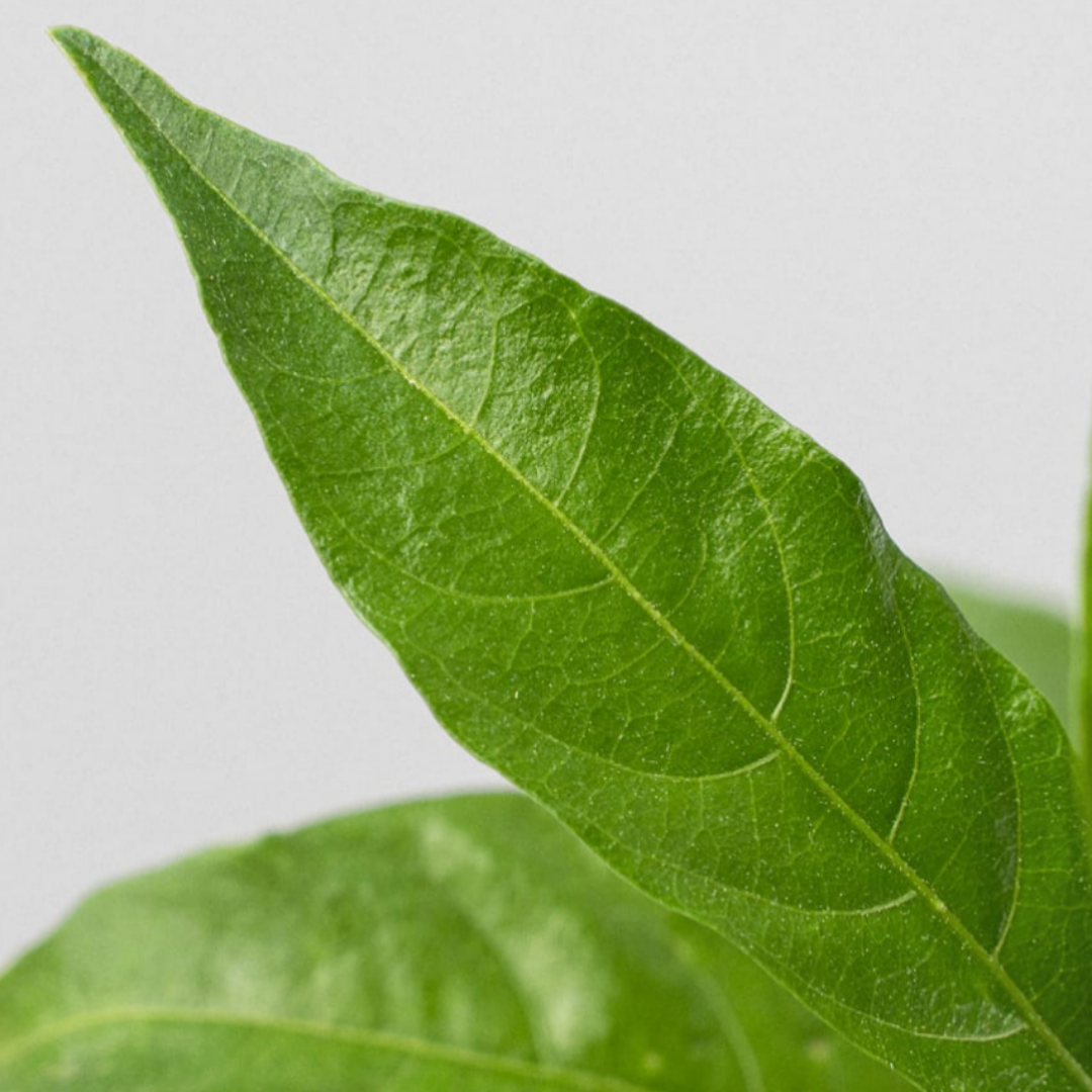 NightTree | Dama de noche caribeña perfumada