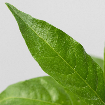 NightTree | Dama de noche caribeña perfumada