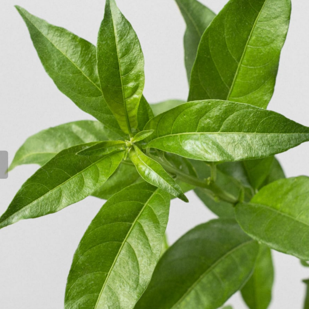 NightTree | Dama de noche caribeña perfumada