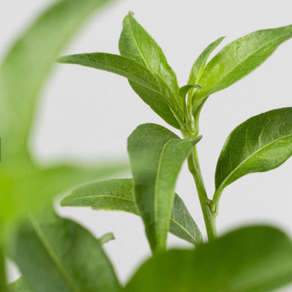 NightTree | Dama de noche caribeña perfumada