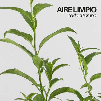 NightTree | Dama de noche caribeña perfumada