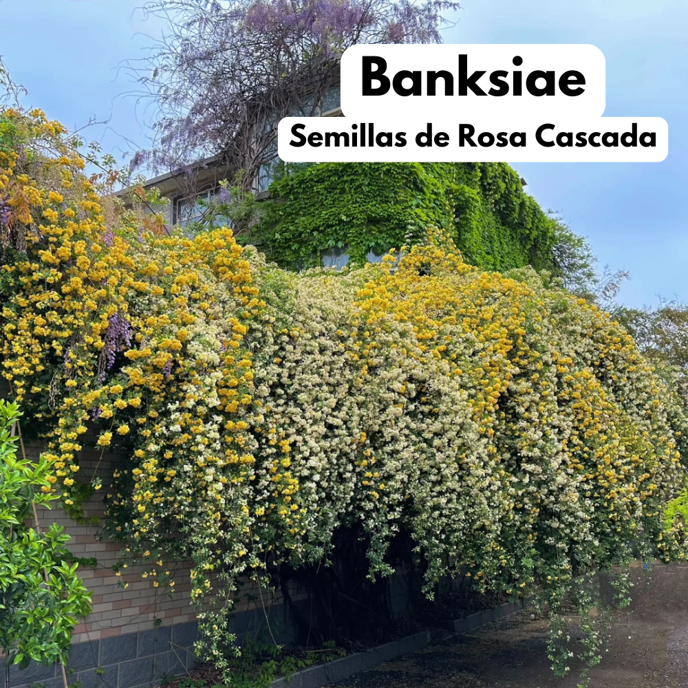 Banksiae: Semillas de Rosa Cascada