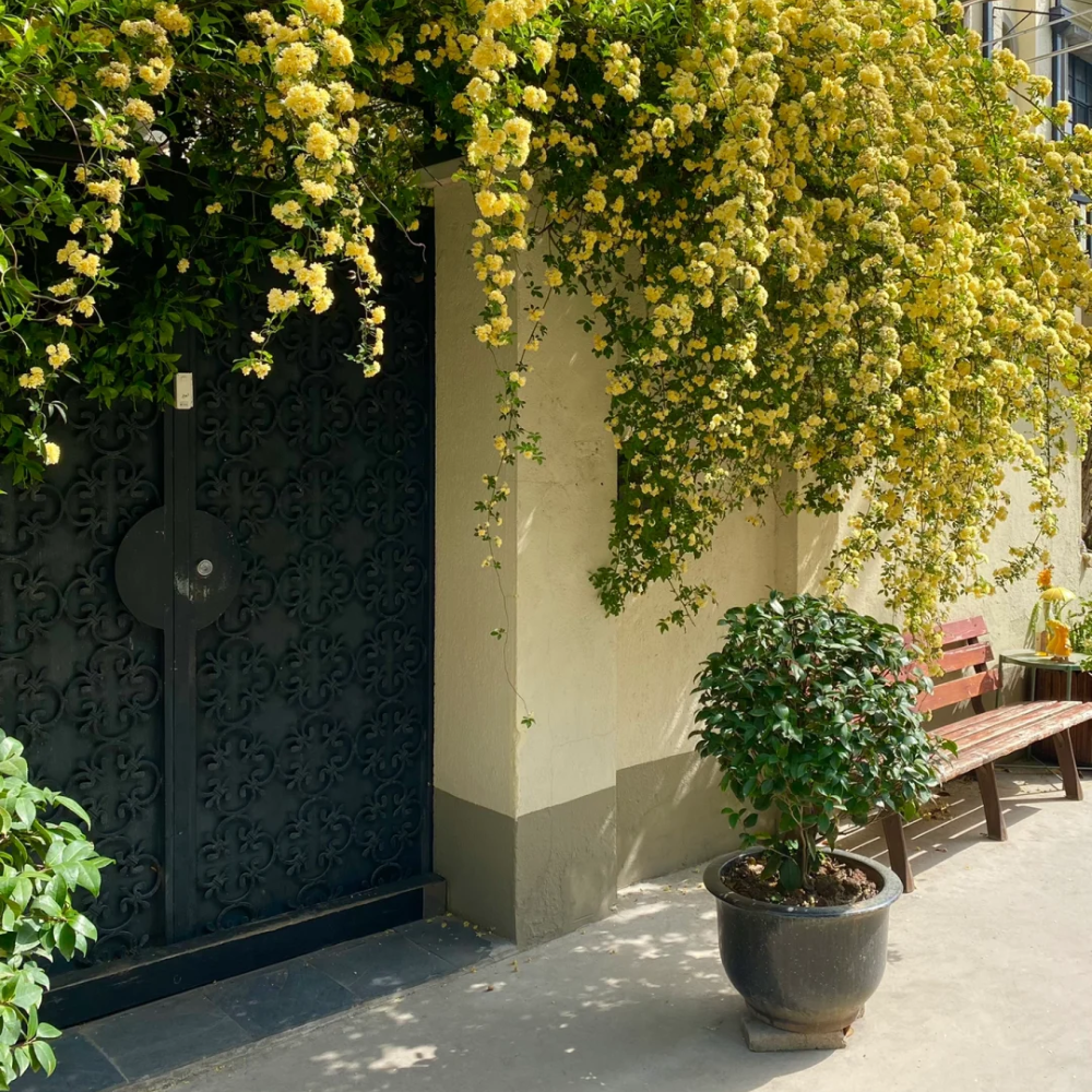 Banksiae: Semillas de Rosa Cascada