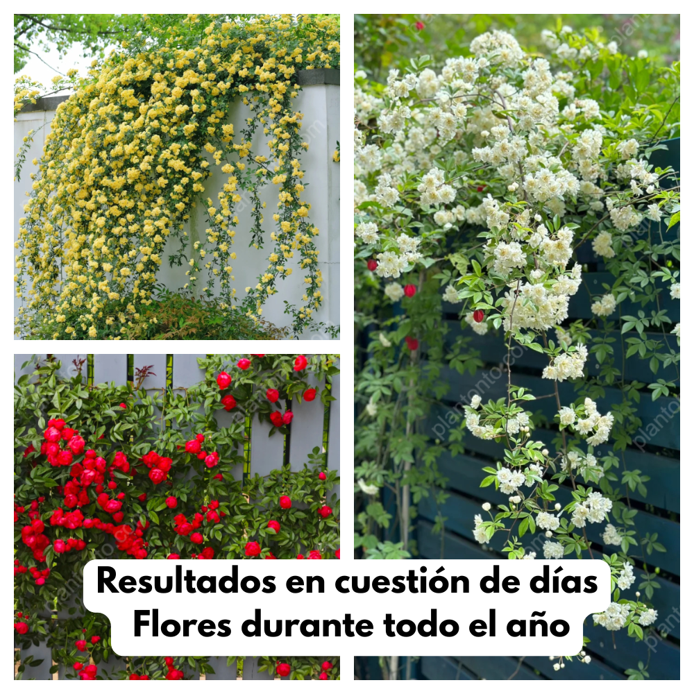 Banksiae: Semillas de Rosa Cascada