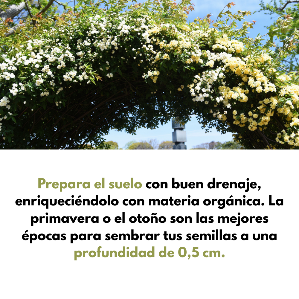 Banksiae: Semillas de Rosa Cascada