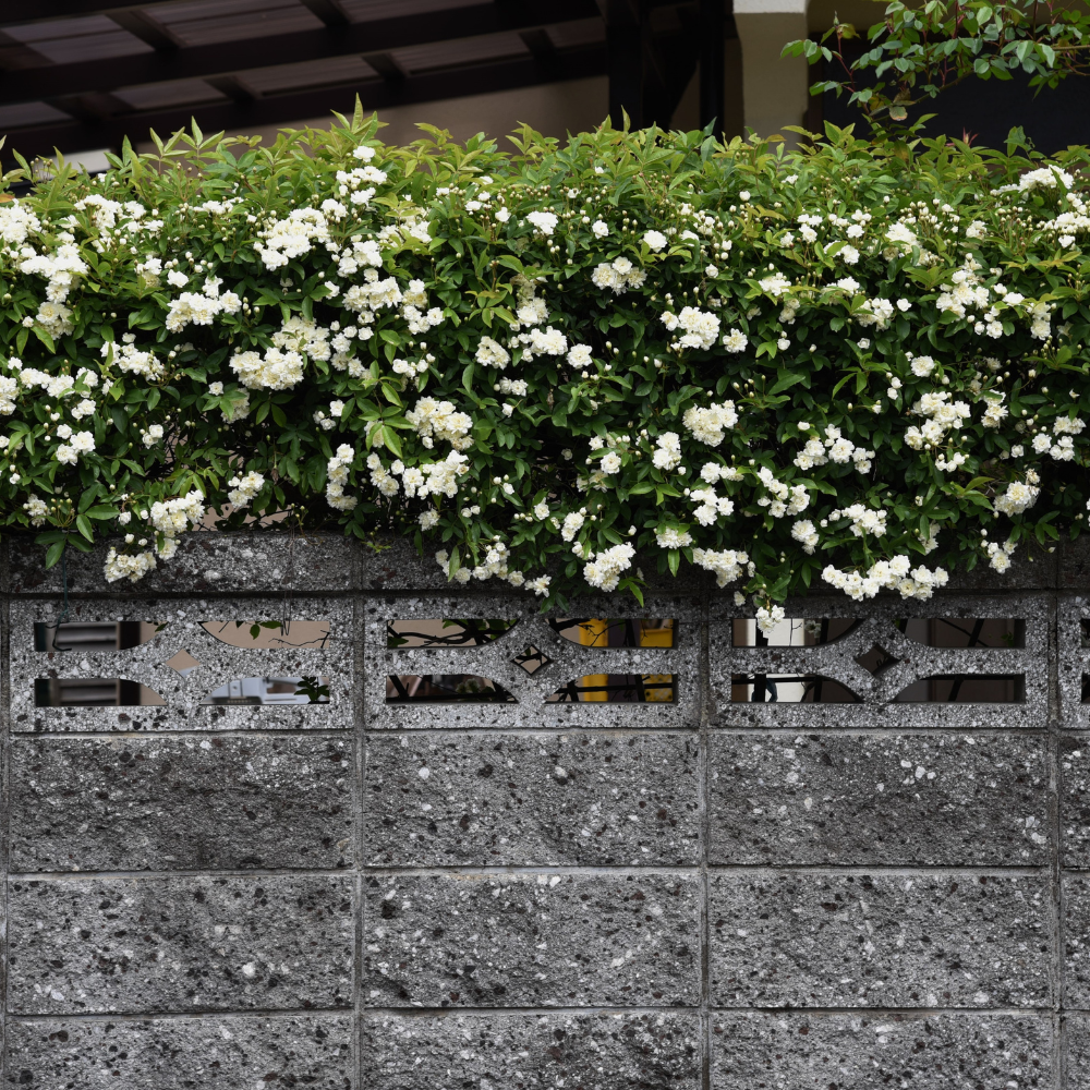 Banksiae: Semillas de Rosa Cascada