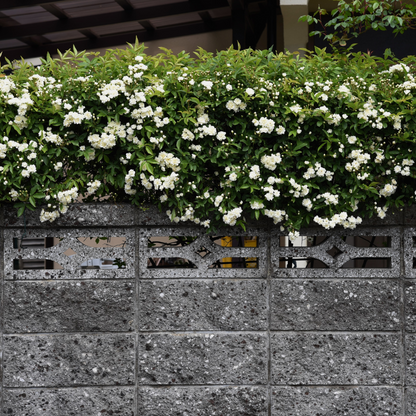 Banksiae: Semillas de Rosa Cascada