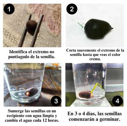 SacredLotus: Semillas exóticas de Loto Sagrado