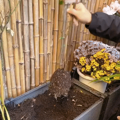 Banksiae: Semillas de Rosa Cascada